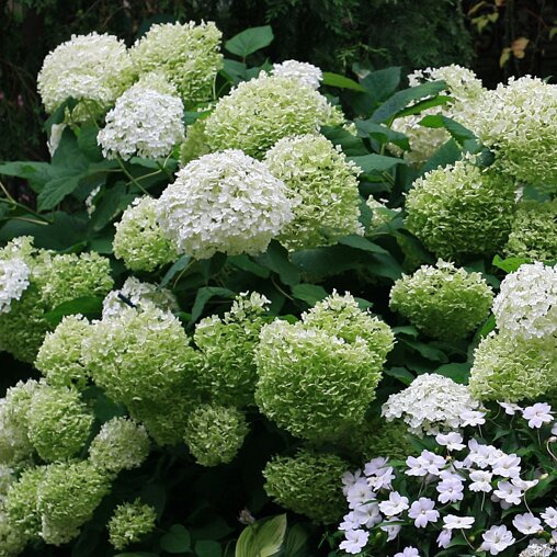 Hydrangea 'Strong Annabelle'